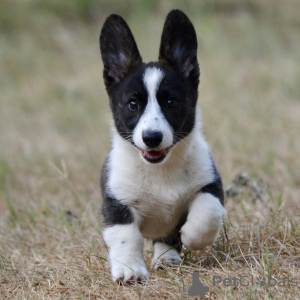 Zusätzliche Fotos: Welsh Corgi Cardigan Welpe FCI