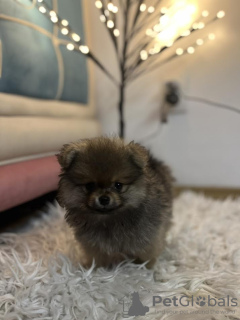 Foto №4. Ich werde verkaufen pommersche spitz in der Stadt Inđija. züchter - preis - verhandelt