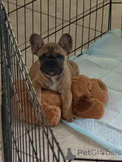 Foto №2 zu Ankündigung № 163617 zu verkaufen französische bulldogge - einkaufen Deutschland züchter