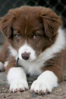 Foto №2 zu Ankündigung № 160949 zu verkaufen border collie - einkaufen Frankreich quotient 	ankündigung, züchter