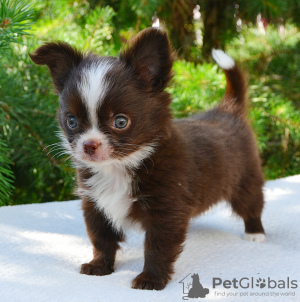 Foto №3. Baby-Chihuahua. Russische Föderation