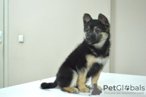 Foto №2 zu Ankündigung № 96890 zu verkaufen mischlingshund - einkaufen Weißrussland quotient 	ankündigung