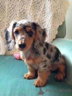 Foto №3. Dackelwelpen zu verkaufen. Niederlande