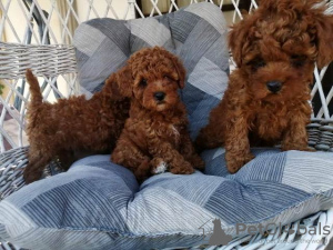 Zusätzliche Fotos: Red miniature poodle puppies