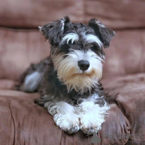 Foto №3. Riesenschnauzer Welpen zur Adoption verfügbar. USA