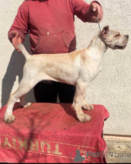 Foto №3. Cane Corso Welpen. Serbien