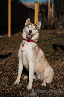 Foto №2 zu Ankündigung № 119167 zu verkaufen siberian husky - einkaufen Russische Föderation 