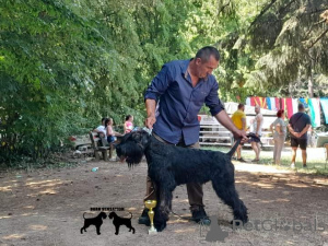 Foto №3. Giant schnauzer adult male for sale. Serbien