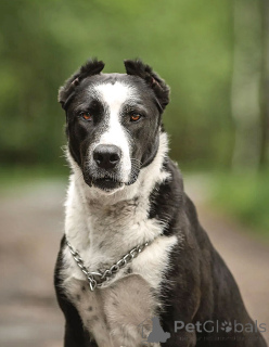 Foto №3. Junge Haushündin Lola in guten Händen. Russische Föderation