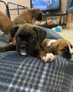 Foto №2 zu Ankündigung № 132680 zu verkaufen deutscher boxer - einkaufen Norwegen quotient 	ankündigung