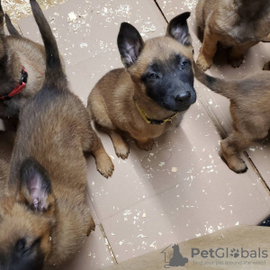 Foto №2 zu Ankündigung № 83105 zu verkaufen belgischer schäferhund - einkaufen Deutschland züchter