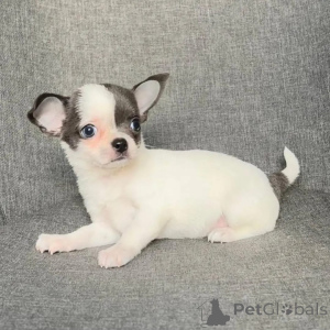Foto №2 zu Ankündigung № 168160 zu verkaufen chihuahua - einkaufen Österreich quotient 	ankündigung