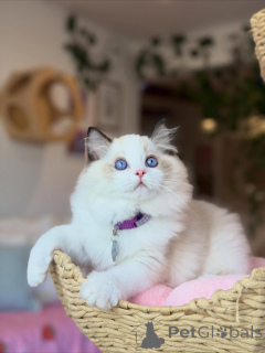 Foto №2 zu Ankündigung № 158004 zu verkaufen ragdoll-katze - einkaufen Deutschland quotient 	ankündigung