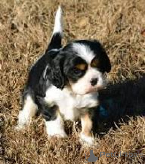 Foto №2 zu Ankündigung № 164317 zu verkaufen cavalier king charles spaniel - einkaufen Frankreich quotient 	ankündigung, züchter