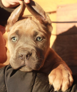 Zusätzliche Fotos: Cane Corso Welpen