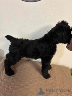 Foto №1. schnauzer - zum Verkauf in der Stadt 'S-Hertogenbosch | verhandelt | Ankündigung № 173084