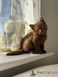 Foto №2 zu Ankündigung № 155478 zu verkaufen britisch kurzhaar - einkaufen Deutschland züchter