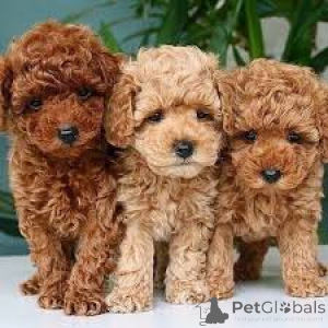 Foto №1. pudel (royal) - zum Verkauf in der Stadt Manchester | 700€ | Ankündigung № 165716