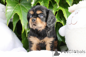 Foto №1. cavalier king charles spaniel - zum Verkauf in der Stadt Lisbon | 2800€ | Ankündigung № 141028