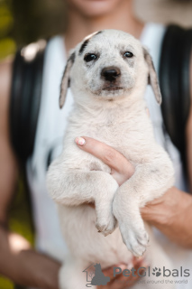 Foto №4. Ich werde verkaufen mischlingshund in der Stadt Balashikha. aus dem tierheim - preis - Frei