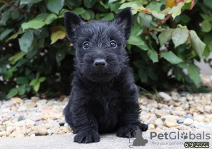 Foto №1. scottish terrier - zum Verkauf in der Stadt Berlin | Frei | Ankündigung № 125355