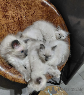 Foto №1. birma-katze - zum Verkauf in der Stadt Kamern | 350€ | Ankündigung № 173911