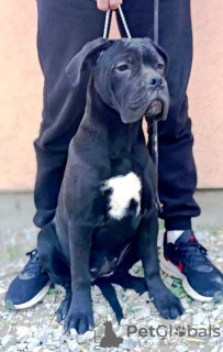 Foto №2 zu Ankündigung № 95672 zu verkaufen cane corso italiano - einkaufen Serbien 