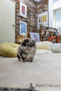 Foto №2 zu Ankündigung № 151659 zu verkaufen pommersche spitz - einkaufen Spanien quotient 	ankündigung