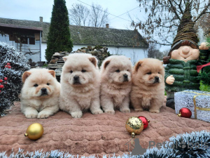 Foto №1. chow-chow - zum Verkauf in der Stadt Belgrad | verhandelt | Ankündigung № 125054