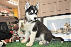 Foto №1. siberian husky - zum Verkauf in der Stadt Calgary | 484€ | Ankündigung № 174341