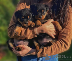 Foto №2 zu Ankündigung № 42255 zu verkaufen rottweiler - einkaufen Deutschland quotient 	ankündigung