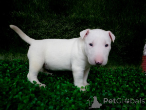 Foto №1. bullterrier - zum Verkauf in der Stadt Friggesby | verhandelt | Ankündigung № 162533