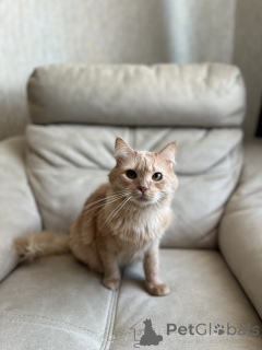 Foto №3. Charmantes YouTube. Weißrussland