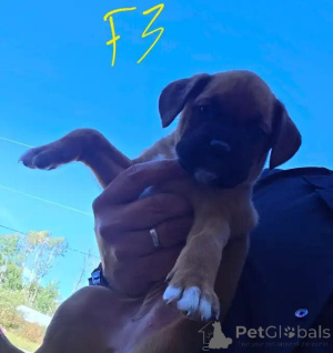 Foto №2 zu Ankündigung № 175983 zu verkaufen dogue de bordeaux - einkaufen Deutschland quotient 	ankündigung