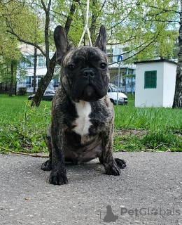 Foto №1. französische bulldogge - zum Verkauf in der Stadt Москва | 929€ | Ankündigung № 19728