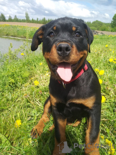 Foto №4. Ich werde verkaufen rottweiler in der Stadt Rezekne. züchter - preis - 700€