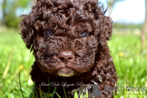 Foto №3. Lagotto Romagnolo Welpen. Serbien