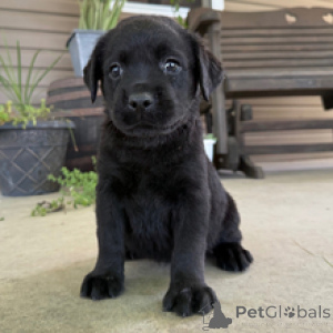 Foto №3. Mimi Labrador Retriever-Hündin, 9 Wochen alt, bereit, nach Hause zu gehen. Deutschland