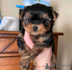Foto №3. Verfügbare süße Yorkie-Welpen zur Adoption. Ukraine
