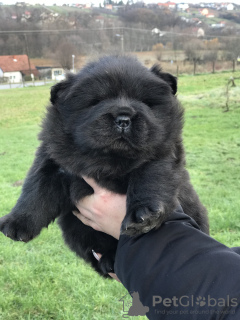 Zusätzliche Fotos: Männliche Chow-Chow-Welpen zu verkaufen!