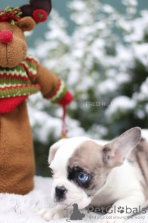 Zusätzliche Fotos: VIP Französische Bulldogge Welpe seltene Farbe Merle blau weiß schwarz Mädchen