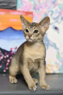 Foto №1. abessinierkatze - zum Verkauf in der Stadt Minsk | 678€ | Ankündigung № 153745