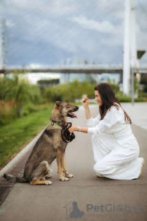 Foto №3. Der kluge und freundliche Hund Sam sucht ein Zuhause! In guten Händen. Russische Föderation