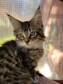 Foto №3. Maine Coon Kitten Kater mit Stammbaum shaded Line. Deutschland