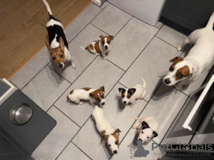 Foto №2 zu Ankündigung № 56171 zu verkaufen jack russell terrier - einkaufen Finnland quotient 	ankündigung