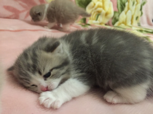 Foto №3. Netter schottischer gerader Junge. Ukraine