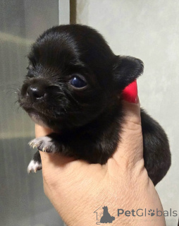 Foto №4. Ich werde verkaufen chihuahua in der Stadt Zenjanin. züchter - preis - verhandelt