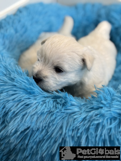 Foto №2 zu Ankündigung № 134424 zu verkaufen mischlingshund - einkaufen Polen züchter