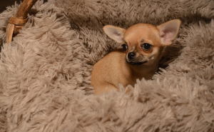 Zusätzliche Fotos: Chihuahua Welpe