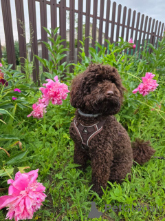 Foto №3. Smart, freundlich und hypoallergen! 	2. Treffen Sie Ihren neuen besten Freund. USA